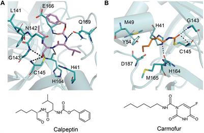 Targeting SARS-CoV-2 Proteases for COVID-19 Antiviral Development